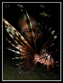   eyes...shore dive heading Mandarin Fish Spot afternoon..With my Canon G10 single 27DX SeaSea Strobe... eyes... eyes afternoon.. afternoon Strobe  